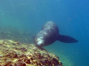 Immersioni in Baja California Sur