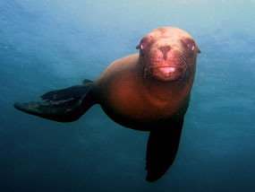 Immersioni in Baja California Sur