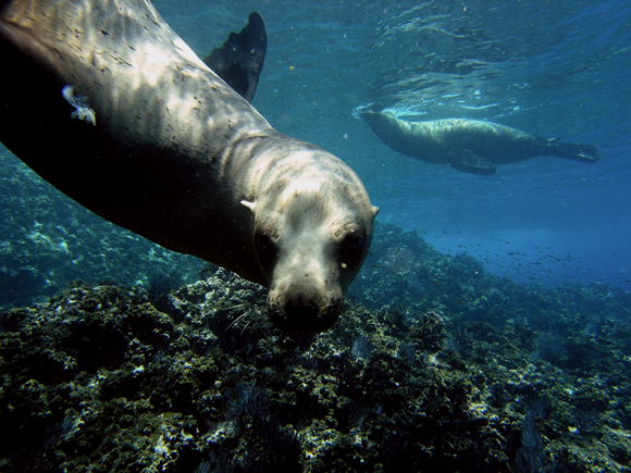 Immersioni in Baja California Sur