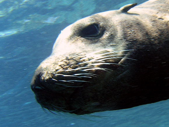 Immersioni in Baja California Sur