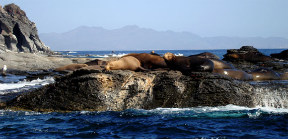 Immersioni in Baja California Sur