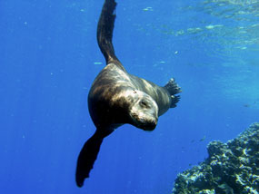 Immersioni in Baja California Sur