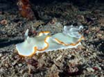 NudibrancoDerawan265