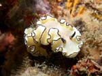 NudibrancoDerawan453