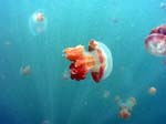 Stinglessjellyfish