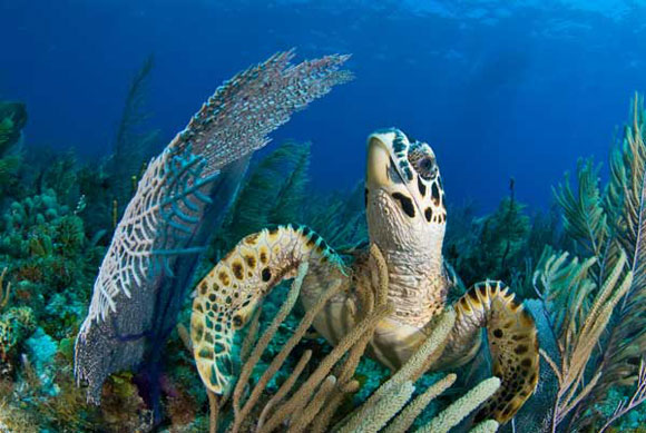 diving center cayo largo