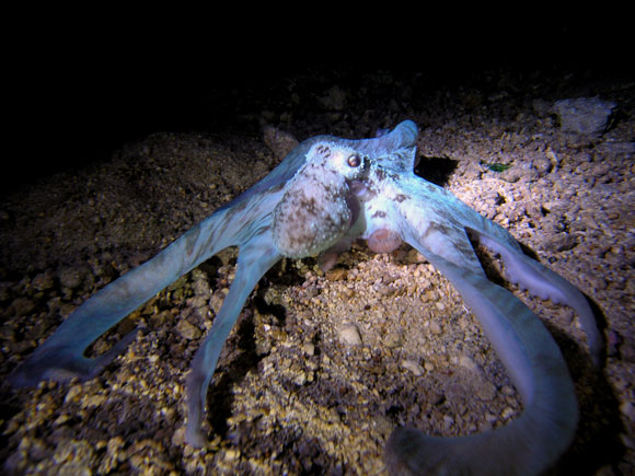 octopus blu