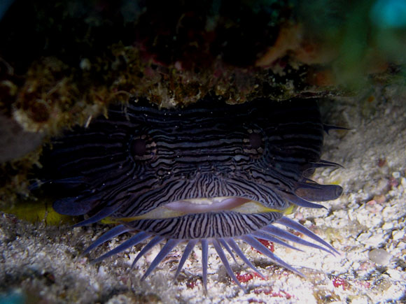 Splendid Toad Fish