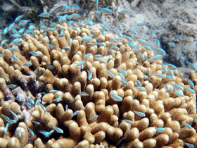 coralli durante immersioni in kenya