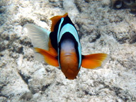 pesce barriera reef borneo