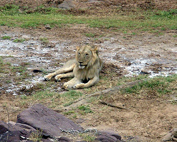 leone in kenya