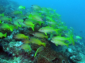 pesci gialli tuffo sub in kenya