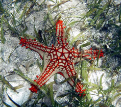stella marina in kenya