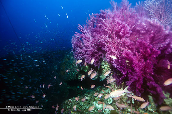 diving lavandou