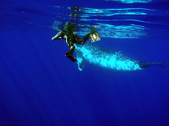 rurutu in polinesia francese subacqueo con megattera