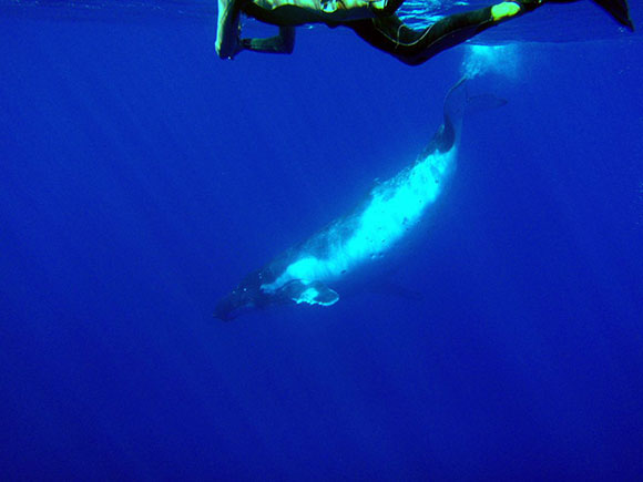 snorkel e balene
