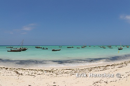 immersioni a Zanzibar