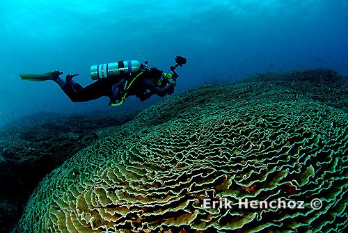 immersioni a Zanzibar