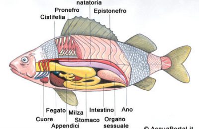 anatomia dei pesci