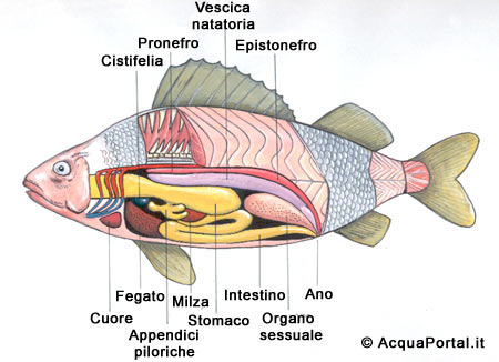 anatomia dei pesci