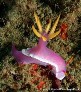 nudibranco