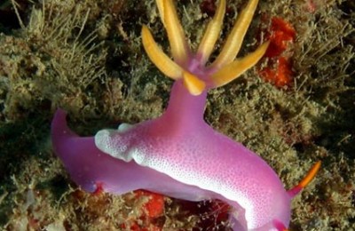 nudibranco