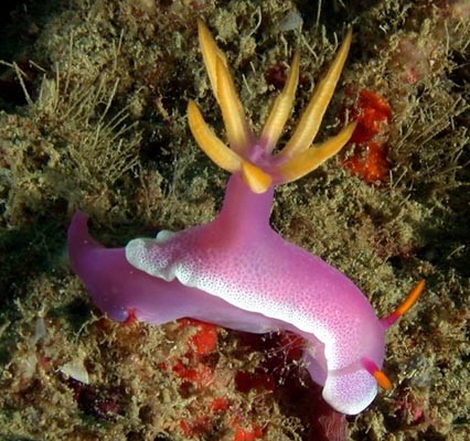 nudibranco