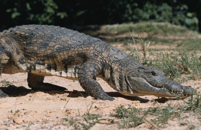 Kenya coccodrillo
