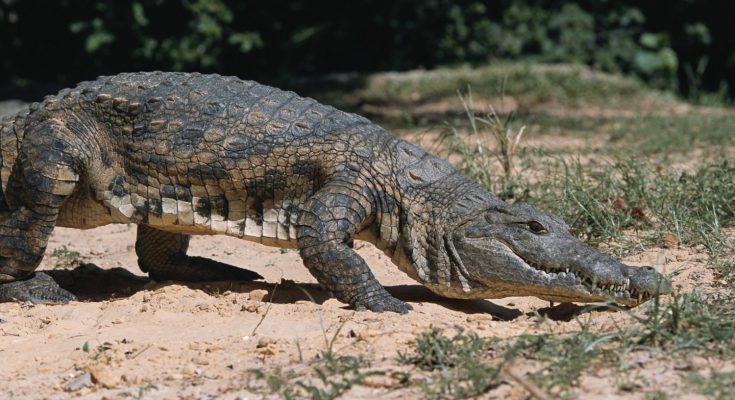 Kenya coccodrillo