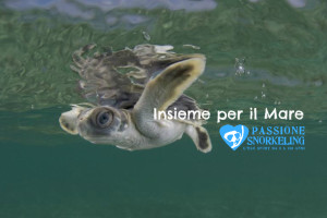 Insieme per il mare