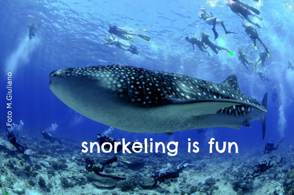 snorkeling_balena