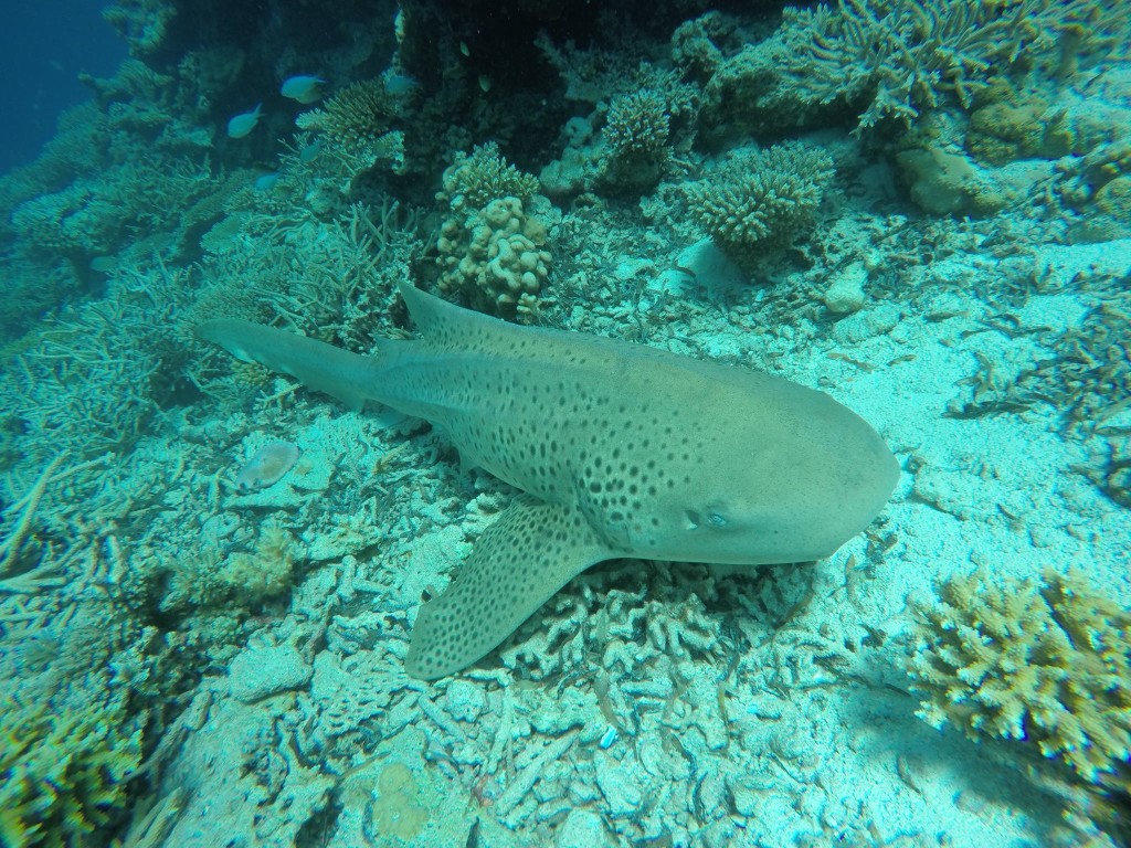 zebra shark