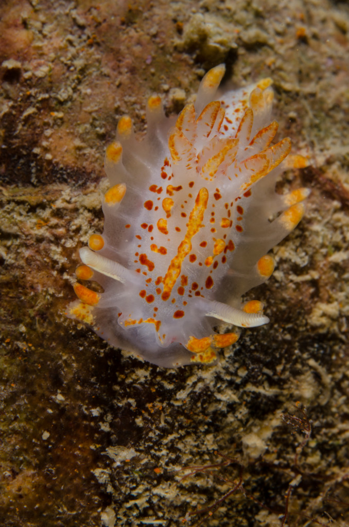 Conero-Nudibranco-Okenia mediterranea