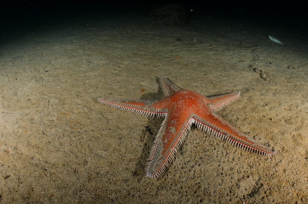 Stella-Astropecten aranciacus