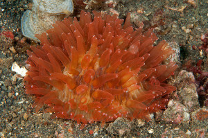 colonia di corallo