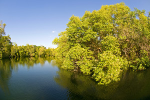 foresta di mangrovie