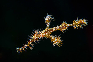 pesce fantasma in Indonesia