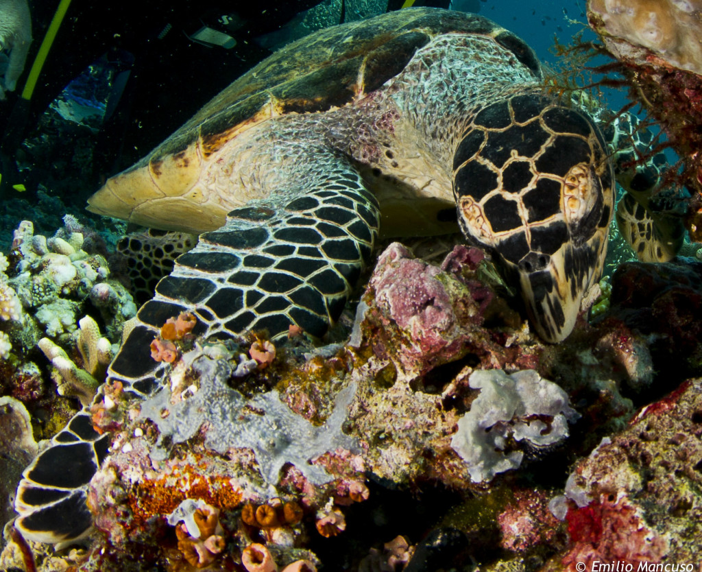 snorkeling _komodo (2)