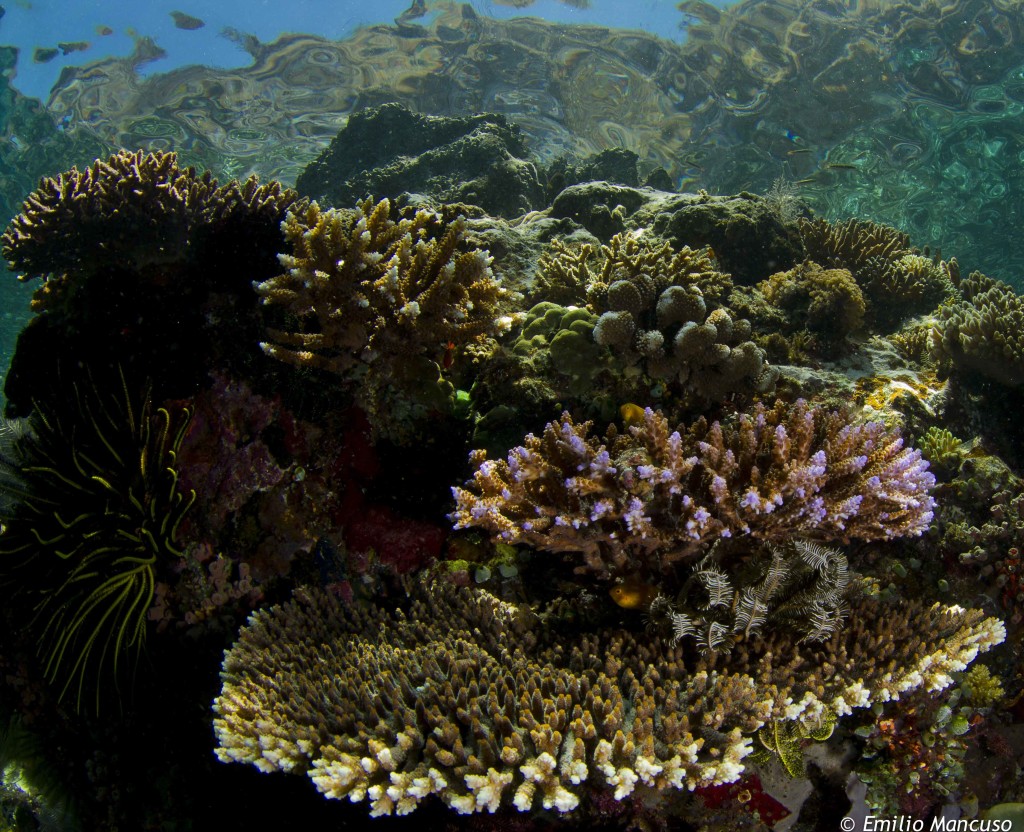 snorkeling _komodo (6)