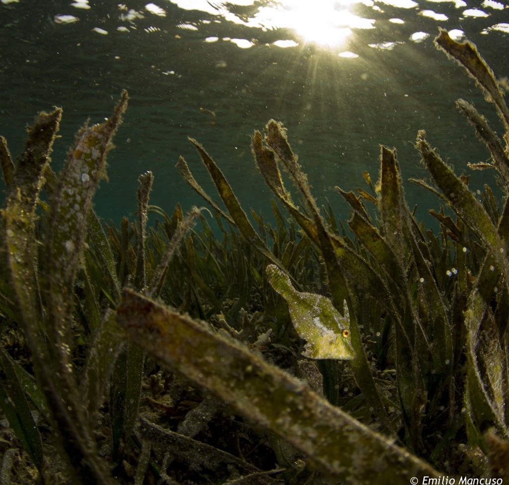 snorkeling _komodo (8)