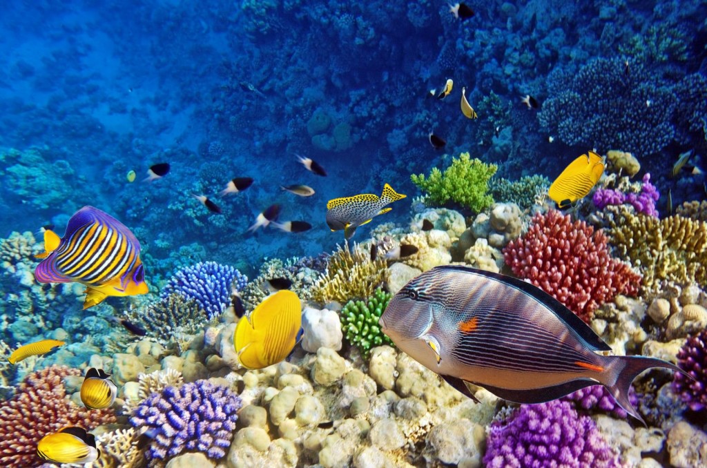 Coral and fish in the Red Sea.