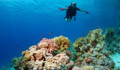 camel dive egitto fotosub concorso