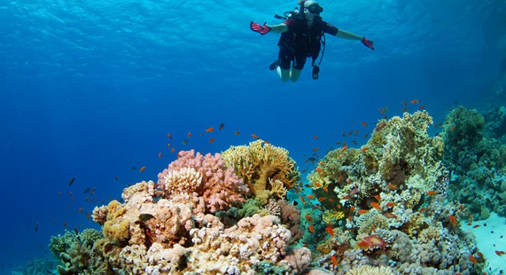 camel dive egitto fotosub concorso