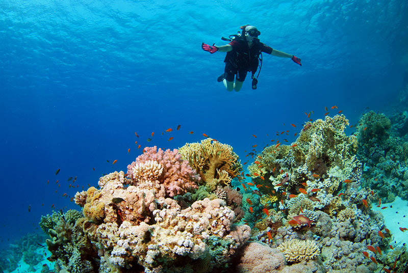 Da quasi 30 anni il Camel Dive Club di Sharm viene scelto da sub disabili di tutto il mondo