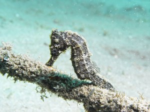 Un-cavalluccio-marino-si-appoggia-a-una-cima-di-Naama-Bay_Adolfo-Maciocco