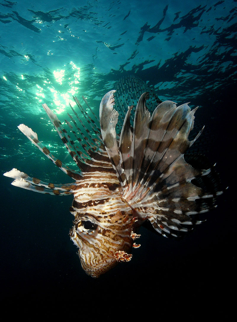 Un pesce leone. Foto di Adolfo Maciocco