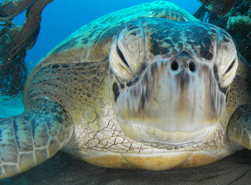 Una tartaruga verde gigante, ospite abituale a Naama Bay. Foto di Adolfo Maciocco