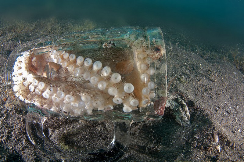 Amphioctopus marginatus nel boccale