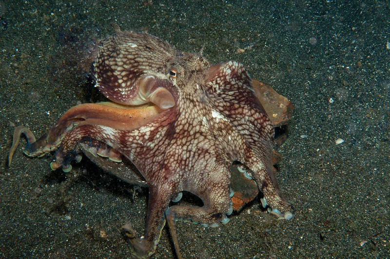 Amphioctopus marginatus: «Nel dubbio, io porto con me un pezzo di noce di cocco».