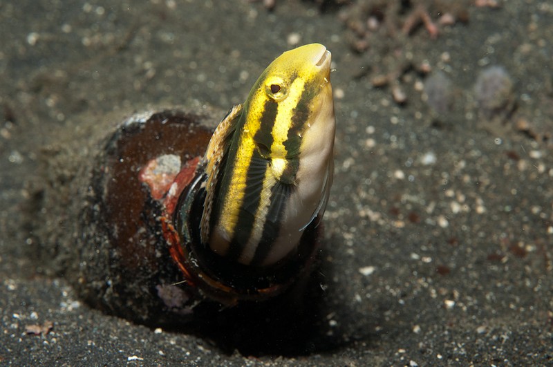 Il blennide Meiacanthus grammistes in bottiglietta